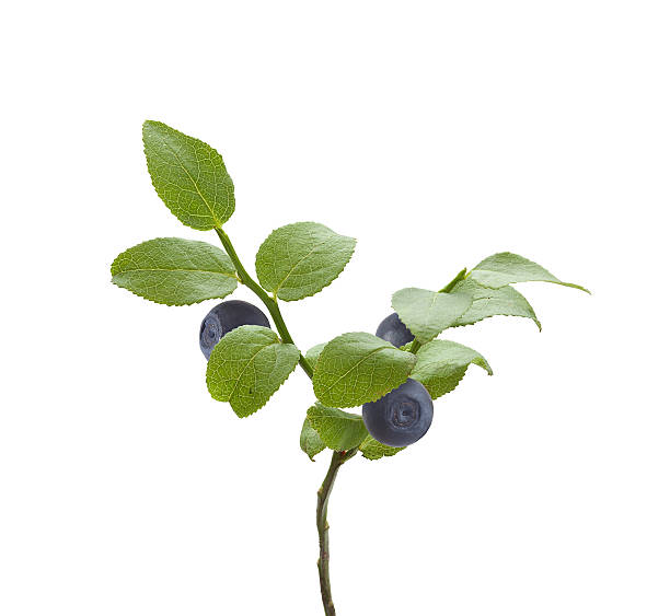 istock Branch of blueberry 486750156
