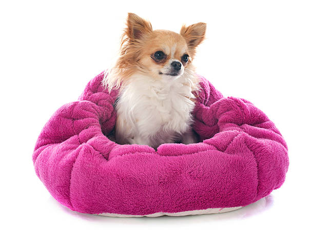 istock chihuahua in cushion 486750167