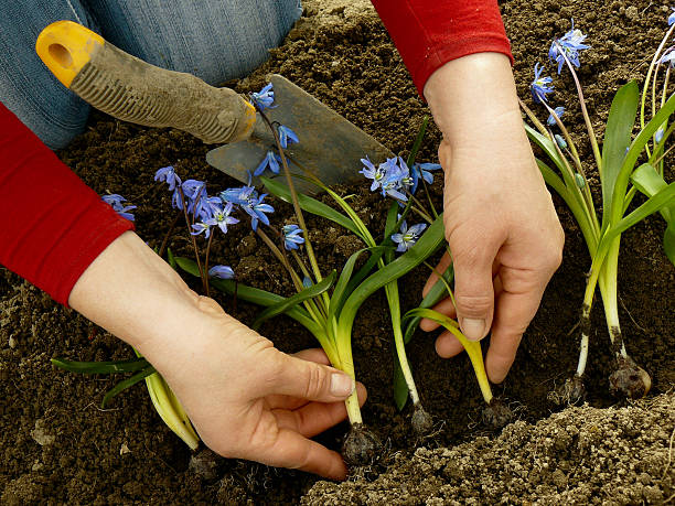 plantando siberiano squill - gardening vegetable garden action planting imagens e fotografias de stock