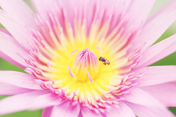 istock Pollen of pink lotus in a macro style. 486750317
