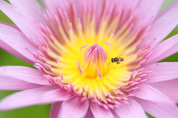 istock Pollen of pink lotus in a macro style. 486750319