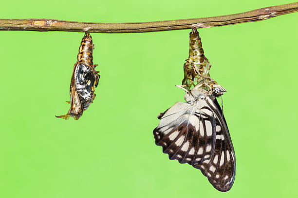 istock Black-veined butterfly emerging from pupal 486750374