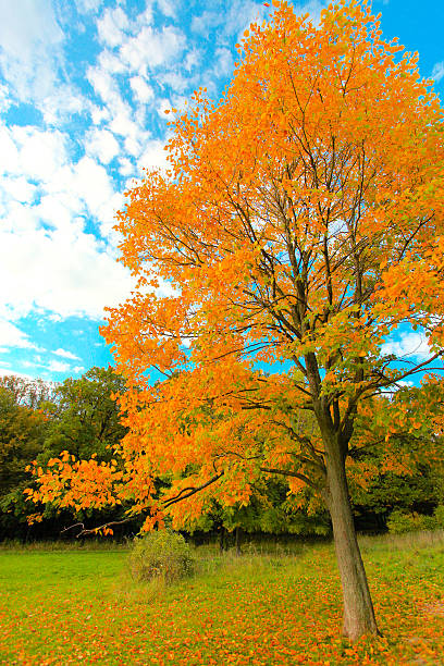 istock vivid autumnal leafage over blue sky 486750515