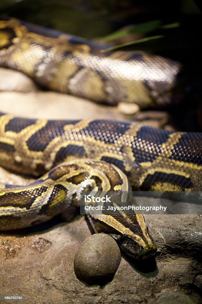 Anaconda - Lizenzfrei Anaconda - Montana Stock-Foto