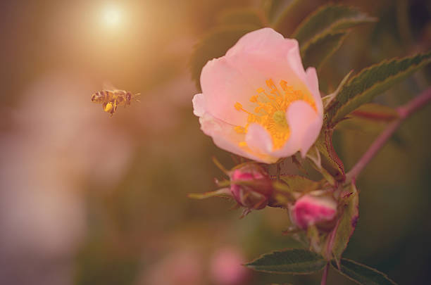 cão de rosas florescendo no jardim - awe fly flower pollen - fotografias e filmes do acervo
