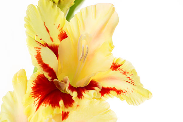 magnifique fond coloré de glaïeul isolé - gladiolus flower floral pattern single flower photos et images de collection