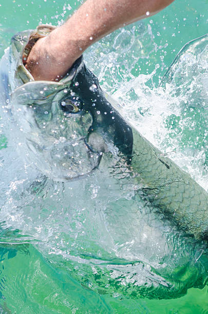 istock Tarpon leaping to take food from hand 486753768