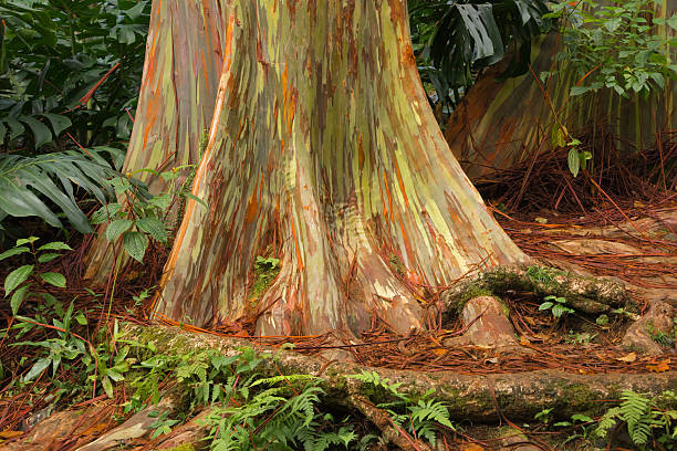 Rainbow Eucalyptus, Maui stock photo