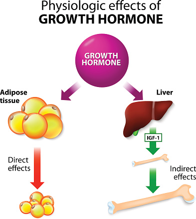 Physiologic Effects of Growth Hormone. Direct and indirect effects