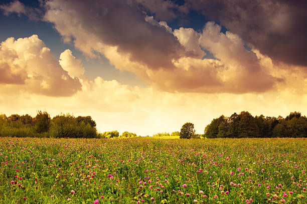 сельской местности, покрытой люцерна res meadow - clover field blue crop стоковые фото и изображения