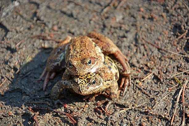 istock Reproduction of frogs in the spring 486754824