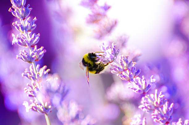 istock Flower, Nature, Lavender, Quiet scene, Field 486755740