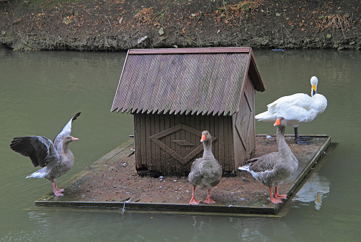 floating small house for birds on the pond