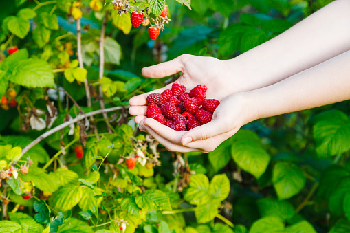 handful of ripe raspberries outdoors