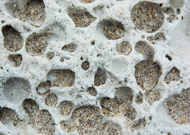 istock TEXTURE SEA CORAL IN WHITE AND BLACK POINTS 486758314