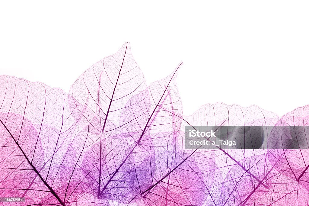 Pink and Purple  Border of  transparent Leaves - isolated Pink and Purple Border of transparent Leaves - isolated on white background Purple Stock Photo