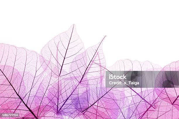 Pink And Purple Border Of Transparent Leaves Isolated Stock Photo - Download Image Now