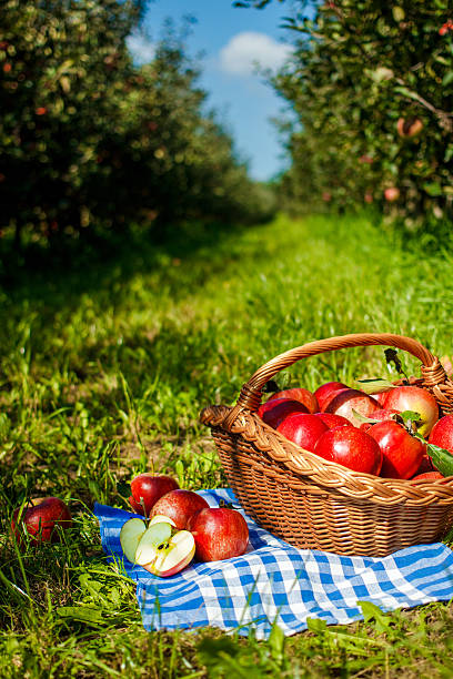 istock Apple garden with apples in a basket 486759178