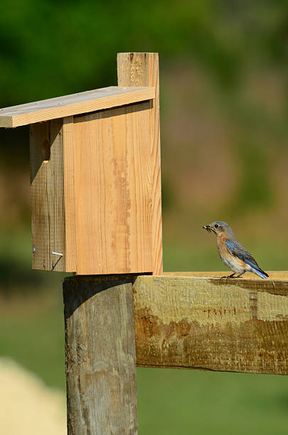 istock Young bluebird with food, next to nest box opening 486759248