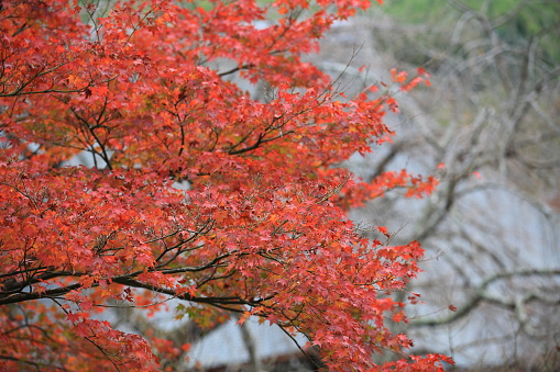 autumn leaves near japan temple change the color in the japan park view in Kyoto