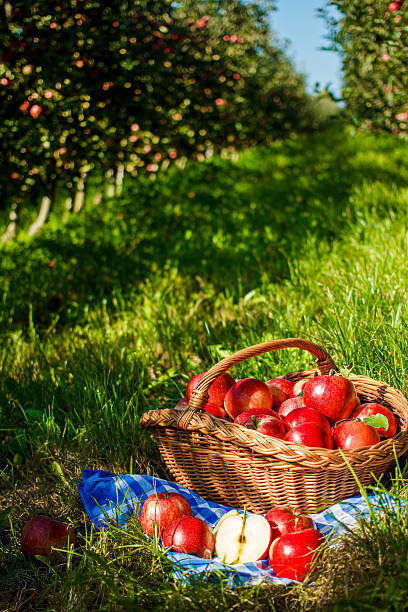 istock Apple garden with apples in a basket 486759630