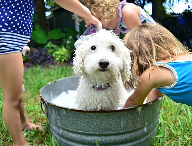 Bathtime for fido Girls bathe the family dog free standing bath photos stock pictures, royalty-free photos & images