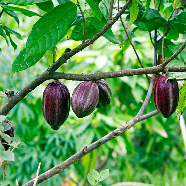 Cacao-beans (chocolate tree), Bali, Indonesia