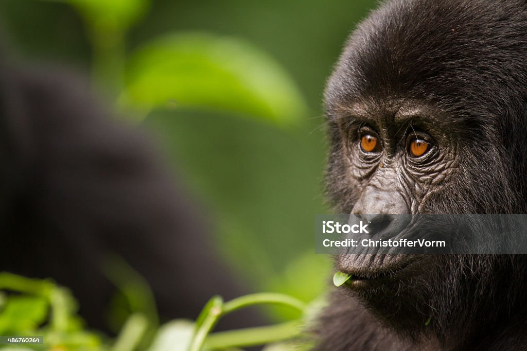Close-up of a Young Mountain Gorilla While trekking in Uganda I came across a group of mountain gorillas that allowed me to get really close. Gorilla Stock Photo