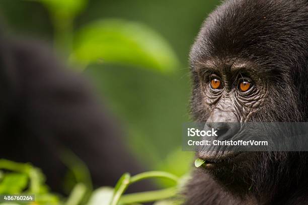 Closeup Of A Young Mountain Gorilla Stock Photo - Download Image Now - Gorilla, Uganda, Mountain Gorilla