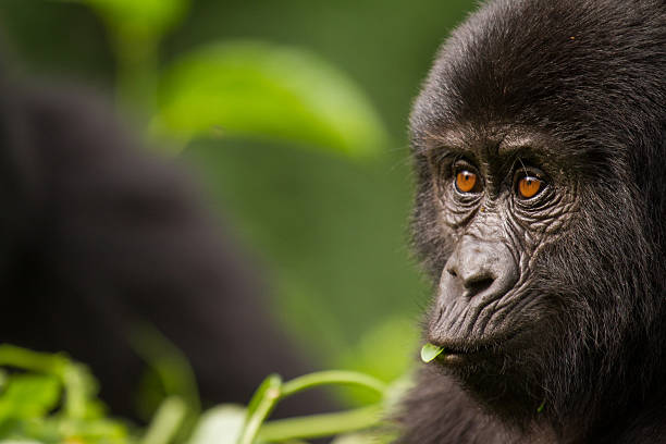 zbliżenie oczu młodego goryl górski - virunga national park zdjęcia i obrazy z banku zdjęć