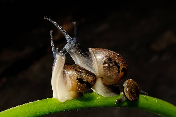 família de escargots - snail animal humor family - fotografias e filmes do acervo