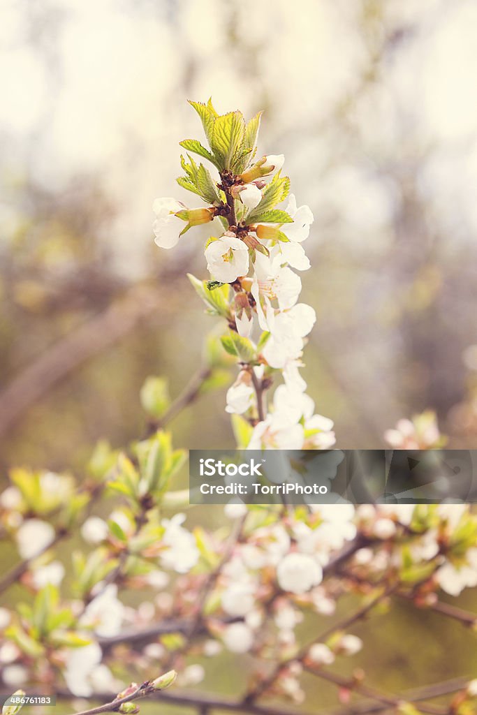 Apricot branch Spring apricot flowers selective focus Apricot Stock Photo