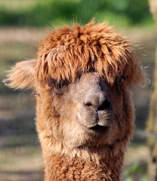 Close-up photo showing the head of a brown alpaca looking straight at the camera.  Alpacas (Latin name: vicugna pacos) are a particularly friendly relative of the llama and originate from Peru, although they are now farmed all over the world for their expensive wool.