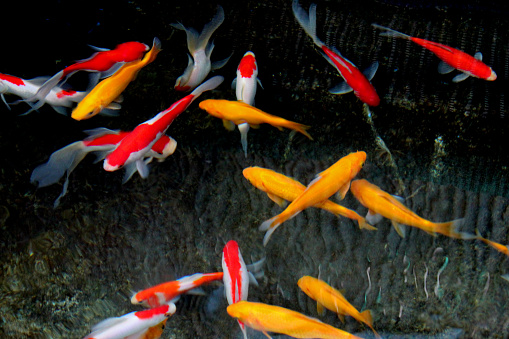 Photo showing a pond with a group of red and white comets, with long flowing tails and fins.  Also in the water are some fish known as 'yellow goldfish', although they are really more of a pale orange in colour!