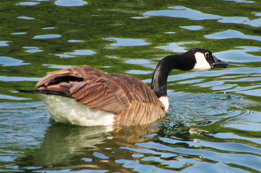 Canada Goose on the lake