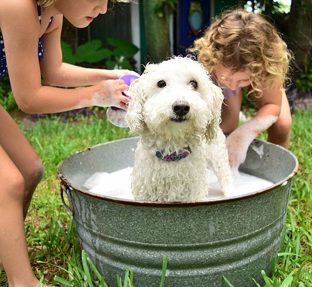 Bathtime for fido Children bathing the family dog free standing bath photos stock pictures, royalty-free photos & images