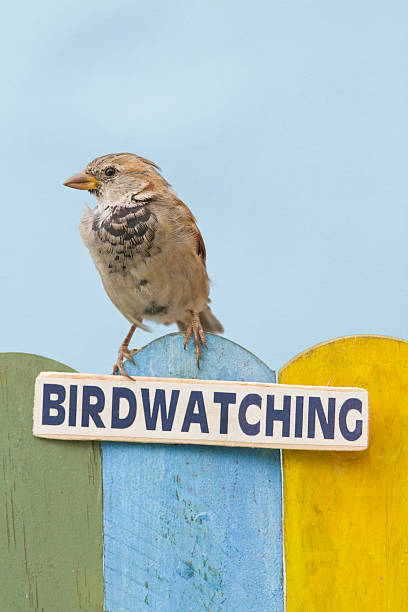 istock Bird perched on a fence decorated with the word birdwatching 486761504