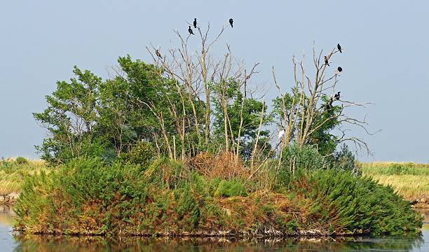 istock vultures and crows in the uninhabited island 2 486761605