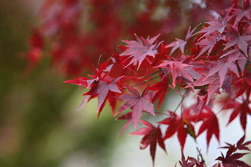 A close-up shot of an autumn season deciduous or sumac tree branch with red colour leaves growing in the middle of a well-maintained orchard seen on a
