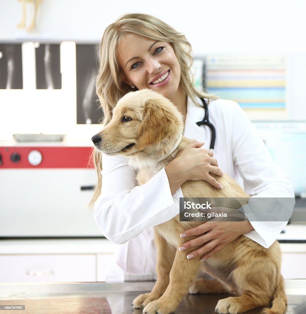 Lächelnd weibliche Tierarzt mit retriever Welpe. - Lizenzfrei Allgemeinarztpraxis Stock-Foto