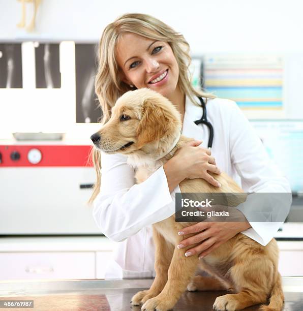 Lächelnd Weibliche Tierarzt Mit Retriever Welpe Stockfoto und mehr Bilder von Allgemeinarztpraxis - Allgemeinarztpraxis, Arbeiten, Aufregung