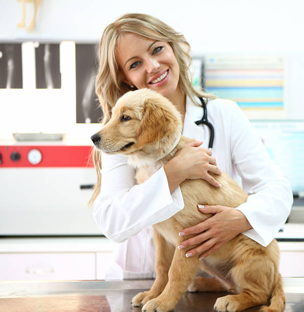 istock Smiling female vet with retriever puppy. 486761987