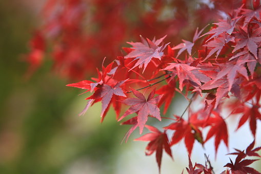 Natural pattern of Japanese maple leaves and flowers