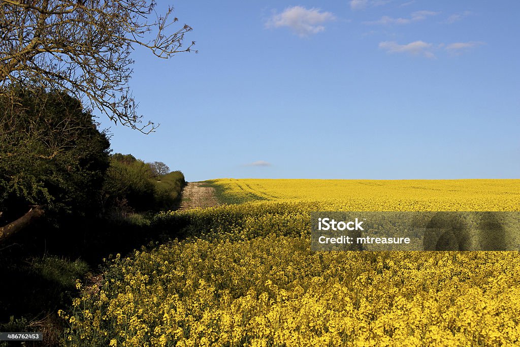 Image of oilseed rapeseed field of yellow flowers in spring Photo showing an agricultural field of flowering oilseed rape (also known as rape seed oil, rapa, rapaseed, brassica napus, rappi and canola).  These bright yellow cabbage flower fields arrive for a few weeks each year in early spring and transform the farming landscape.  The rich blue sky backdrop provides copy space. Agricultural Field Stock Photo Image of oilseed rapeseed field of yellow flowers in spring Photo showing an agricultural field of flowering oilseed rape (also known as rape seed oil, rapa, rapaseed, brassica napus, rappi and canola).  These bright yellow cabbage flower fields arrive for a few weeks each year in early spring and transform the farming landscape.  The rich blue sky backdrop provides copy space. Agricultural Field Stock Photo
