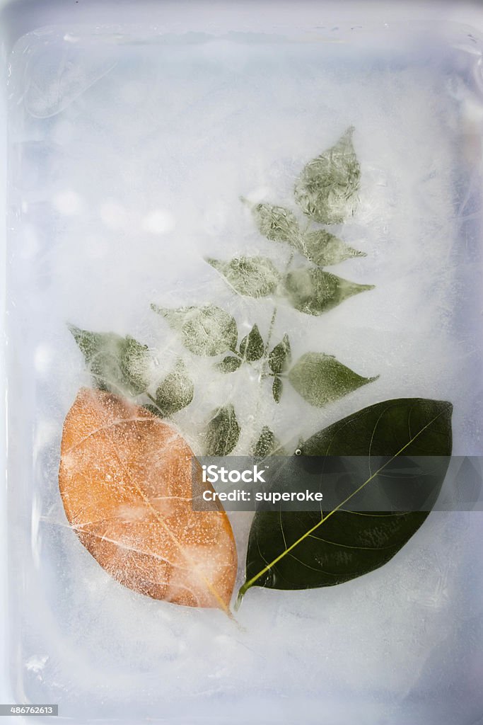Leaf in ice Abstract Stock Photo
