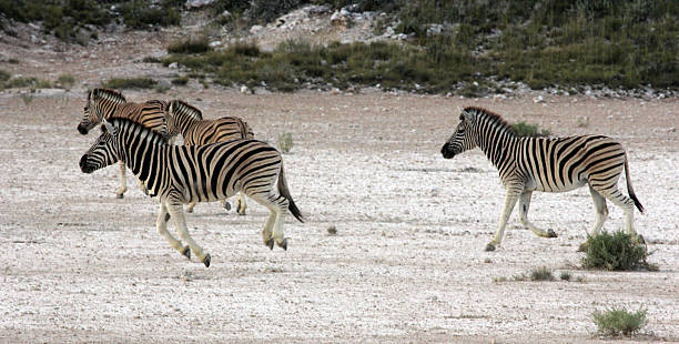 istock Namibia: Zebra Running at Etosha National Park 486762667
