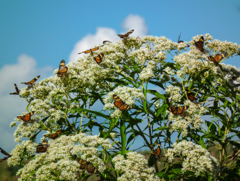 Set of butterflies in flowery bush