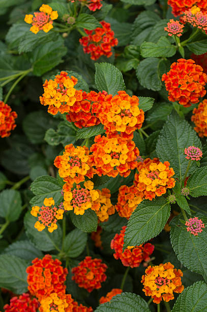 istock Lantana, Lantana aculeata 486762855