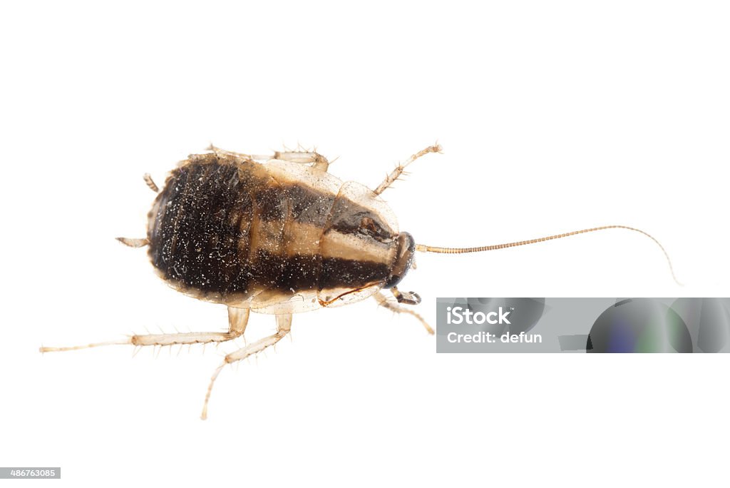 Pusta Insect Insect Cockroach Pest Bug Stock Photo - Download Image Now - Animal ...