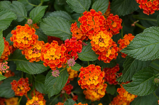 istock Lantana, Lantana aculeata 486763207